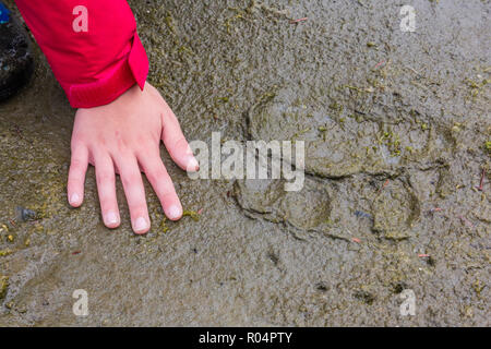 Adulto l'orso bruno (Ursus arctos) Stampa della zampa nel fango a Chichigof isola, a sud-est di Alaska, Stati Uniti d'America, America del Nord Foto Stock