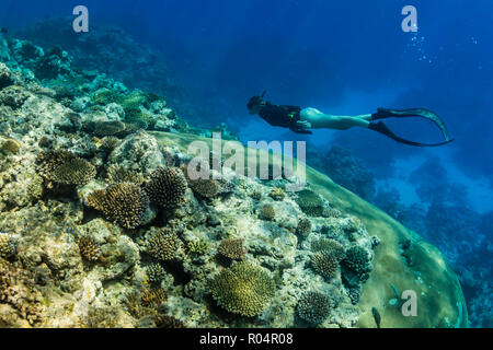 Il snorkeling sulle scogliere incontaminate sulla remota Isola di Alofi nel territorio francese di Wallis e Futuna, a sud delle Isole del Pacifico e del Pacifico Foto Stock