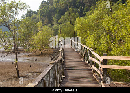 Un ponte di legno che attraversa il mangrove area della struttura ad albero nel Bako National Park, Sarawak, Malaysia. Foto Stock