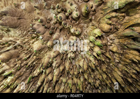 Dinamica di overhead un ampio angolo di visione di stalattiti in una grotta tropicale Foto Stock