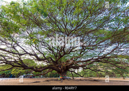 Enorme e vecchio Albizia Saman albero nella provincia Kanchanaburi Thailandia Foto Stock