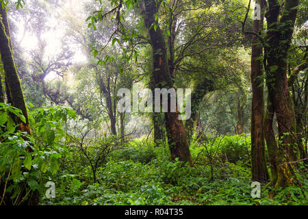 Nella giungla profonda sotto la pioggia nel Doi Inthanon montagne, Thailandia Foto Stock