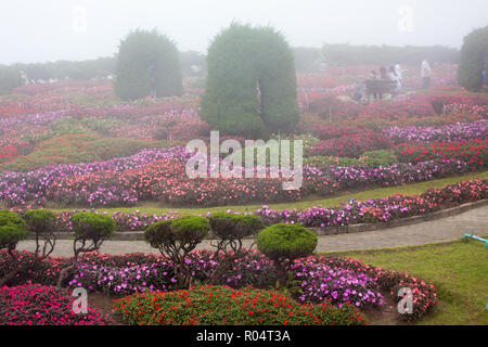 Impatiens bedflowers in un royal giardino ornamentale, Thailandia Foto Stock