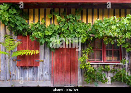 Grapevine arrampicata su antica facciata in legno nel villaggio di Le Canon, Bassin d'Arcachon Francia Foto Stock