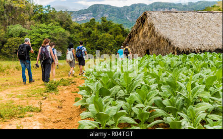 I turisti in visita a una piantagione di tabacco in Vinales Parco Nazionale, sito Patrimonio Mondiale dell'UNESCO, il Vinales Valley, Vinales, Cuba, West Indies, dei Caraibi Foto Stock