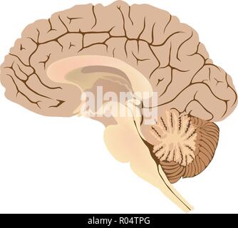 Cervello umano. Illustrazione grafica anatomia della parte di corpo. Illustrazione Vettoriale