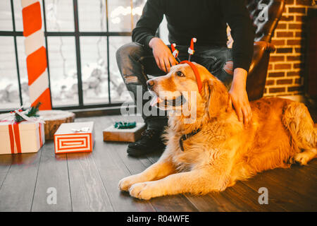 Cane adulto un golden retriever,abrador giace accanto al proprietario per le gambe di un maschio di costitutore.All'interno di casa su un pavimento di legno vicino alla finestra con un Foto Stock