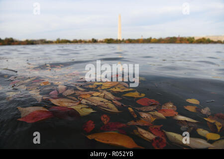 Washington, Stati Uniti d'America. 1 Nov, 2018. Le foglie sono visto galleggianti sul bacino di marea in Washington, DC, Stati Uniti, su nov. 1, 2018. Credito: Liu Jie/Xinhua/Alamy Live News Foto Stock