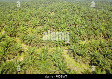 Olio di palma plantation a Sabah Borneo Malese. Foto Stock