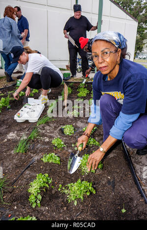 Miami Florida,Little Haiti,Edison Plaza,Public Housing,Martin Luther King Jr. Day of Service,MLK,volontari volontari volontari volontari lavoratori del lavoro Foto Stock