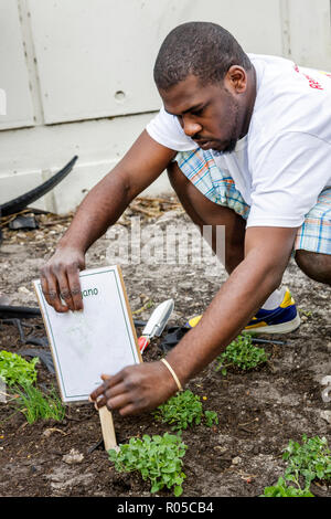 Miami Florida,Little Haiti,Edison Plaza,Public Housing,Martin Luther King Jr. Day of Service,MLK,AmeriCorps,Community service,studenti alunni p Foto Stock