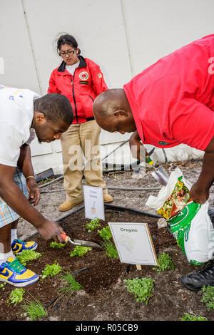 Miami Florida,Little Haiti,Edison Plaza,Public Housing,Martin Luther King Jr. Day of Service,MLK,AmeriCorps,Community service,studenti alunni p Foto Stock