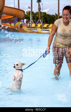 Miami Florida, Grapeland Water Park, Dog A Pool Ooza, Black Beard's Beach, scivoli d'acqua, parco giochi acquatico, donne ispaniche, cane, animale domestico, guinzaglio, esitante Foto Stock