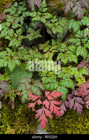 Herb-Robert (Geranium robertianum) foglie, che mostra due diversi colori rosso e verde. A Pirenei catalani. Foto Stock