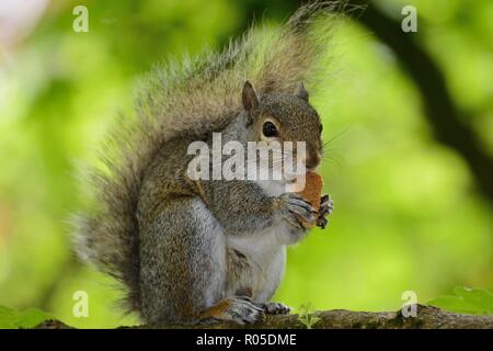 Ritratto di uno scoiattolo grigio seduta in un albero mentre mangiare un pezzo di pane Foto Stock