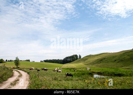 Il pascolo di bestiame su un pascolo verde nella campagna in una giornata di sole Foto Stock