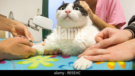 I veterinari femmina pungere la siringa con ago zampa in vena di un paziente cat per la trasfusione di sangue e la medicina in vet studio clinic. Ansioso paziente animale nella paura per il veterinario. Il concetto di stress. Foto Stock