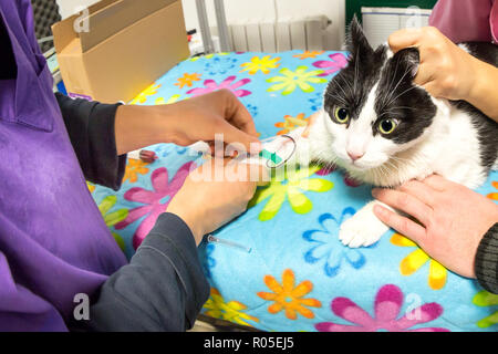 Campione di sangue dal disegno di un gatto per la salute checkup cannula con ago di iniezione veterinario in ambiente di laboratorio per i test. top vista aerea. Foto Stock