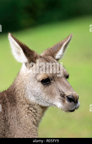 Grande grigio Canguro, Macropus giganteus Foto Stock