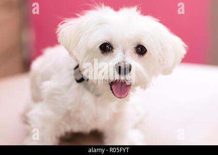 Bianco cucciolo Maltese con linguetta sporgente contro uno sfondo di colore rosa Foto Stock