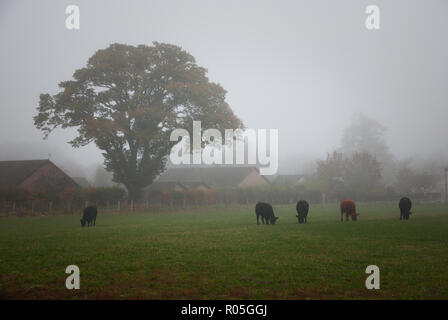 Quattro mucche mangiano in campi di nebbia Foto Stock