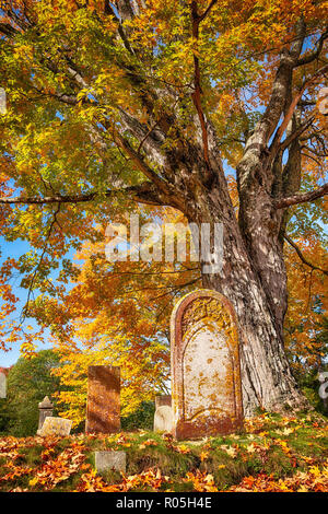 Antica lapide accanto ad un grande albero in autunno il cimitero. Bella caduta delle foglie e caduta foglie sul terreno. Foto Stock