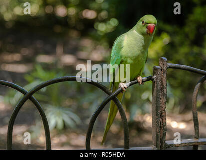 Victoria Park London Parakeet Foto Stock