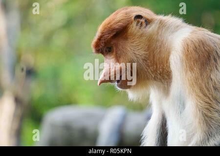 Close-up ritratto di proboscide denaro in Sandakan Sabah Borneo Malese. Foto Stock