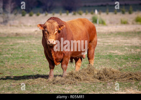 Una Red Bull Devon in un campo con alimentazione supplementare a Canterbury, Nuova Zelanda Foto Stock