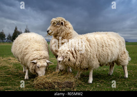 Tre pecore mangiano fieno di Lucerna a integrare la loro dieta nel periodo invernale su un blocco di uno stile di vita Foto Stock