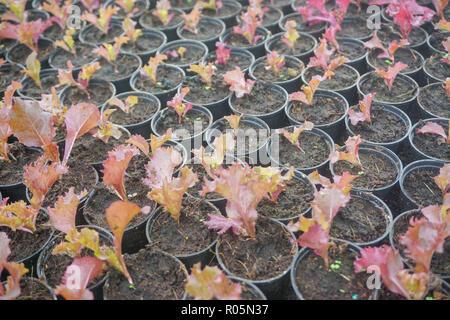 Fresche verdure biologiche coltivate per aquaponic o coltivazione idroponica. Foto Stock