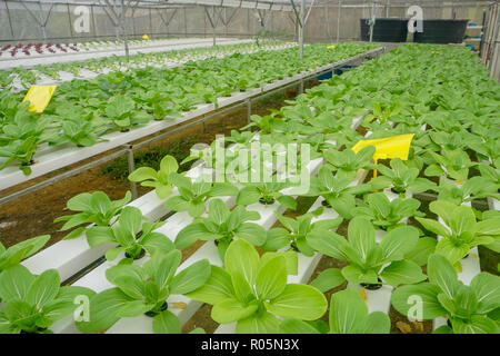 Fresche verdure biologiche coltivate utilizzando aquaponic o coltivazione idroponica Foto Stock