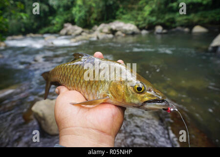 Close-up di pesci di acqua dolce Mahseer malese agganciato sulla pesca a mosca bite con fiume tropicale sfondo.. Foto Stock