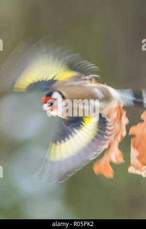 Cardellino europeo (Carduelis carduelis), adulto in volo impressione , West Midlands, Marzo Foto Stock