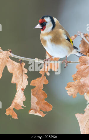 Cardellino europeo (Carduelis carduelis), maschio adulto arroccato su Oak tree branch, West Midlands, Marzo Foto Stock