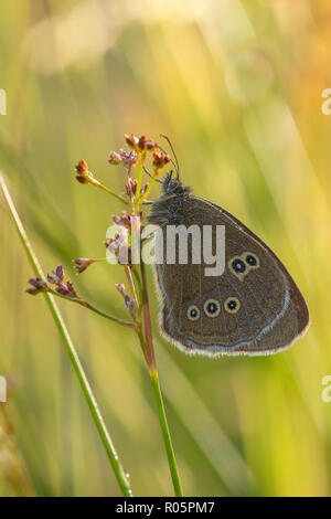 Ringlet Butterfly (Aphantopus hyperantus), adulto in appoggio sulle sementi da prato in testa la mattina presto, Warwickshire, Luglio Foto Stock
