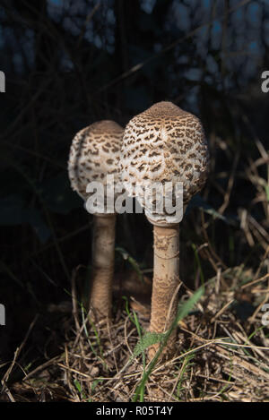 Immaturo Parasol fungo Macrolepiota procera, crescendo vicino al sentiero costiero vicino alla testa di Brandy, Budleigh Salterton, Devon. Foto Stock