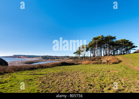 Lo stand di pino silvestre alberi presso la foce del fiume Otter, Budleigh Salterton, Devon, Regno Unito. Foto Stock