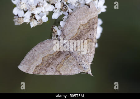 Ombreggiato ampio bar tarma Scotopteryx chenopodiata Foto Stock