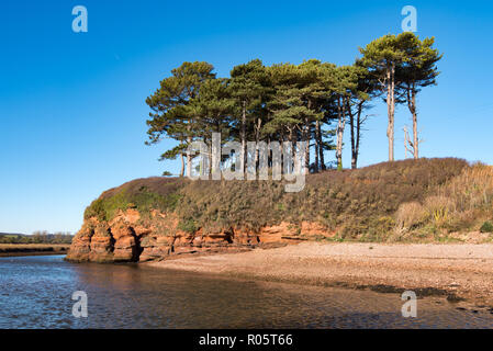 Lo stand di pino silvestre alberi presso la foce del fiume Otter, Budleigh Salterton, Devon, Regno Unito. Foto Stock