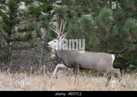 Mule Deer Buck (Odocoileus hemionus), America del Nord Foto Stock