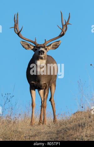 Mule Deer Buck e il DOE (Odocoileus hemionus), America del Nord Foto Stock