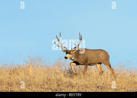 Mule Deer Buck (Odocoileus hemionus), America del Nord Foto Stock