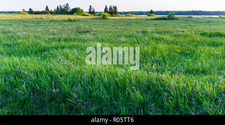 Nel tardo pomeriggio sun dipinge la prateria prateria di Equitazione Mountain National Park, Manitoba, con soft primavera ed estate a colori. Foto Stock