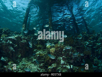 Secca di Indo-pacifico sergente, sergente maggiore o comuni o sergente, Abudefduf vaigiensis, nuotare sotto jetty, Mar Rosso, Hamata, Egitto Foto Stock