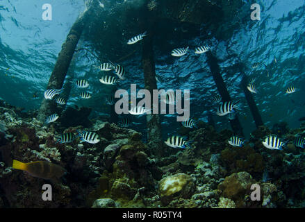 Secca di Indo-pacifico sergente, sergente maggiore o comuni o sergente, Abudefduf vaigiensis, nuotare sotto jetty, Mar Rosso, Hamata, Egitto Foto Stock