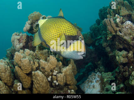 Titan pesci balestra, Balistoides viridescens, sulla barriera corallina, Hamata, Mar Rosso, Egitto Foto Stock