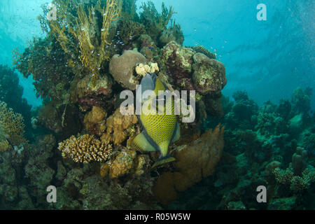 Titan pesci balestra, Balistoides viridescens, tenendo sulla spugna sulla barriera corallina, Hamata, Mar Rosso, Egitto Foto Stock