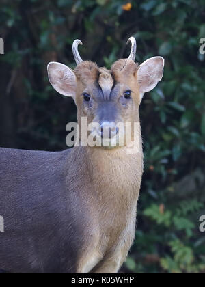 Close-up verticale di un Muntjac buck e il DOE Foto Stock