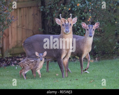 Muntjac famiglia - buck, doe e kid Foto Stock